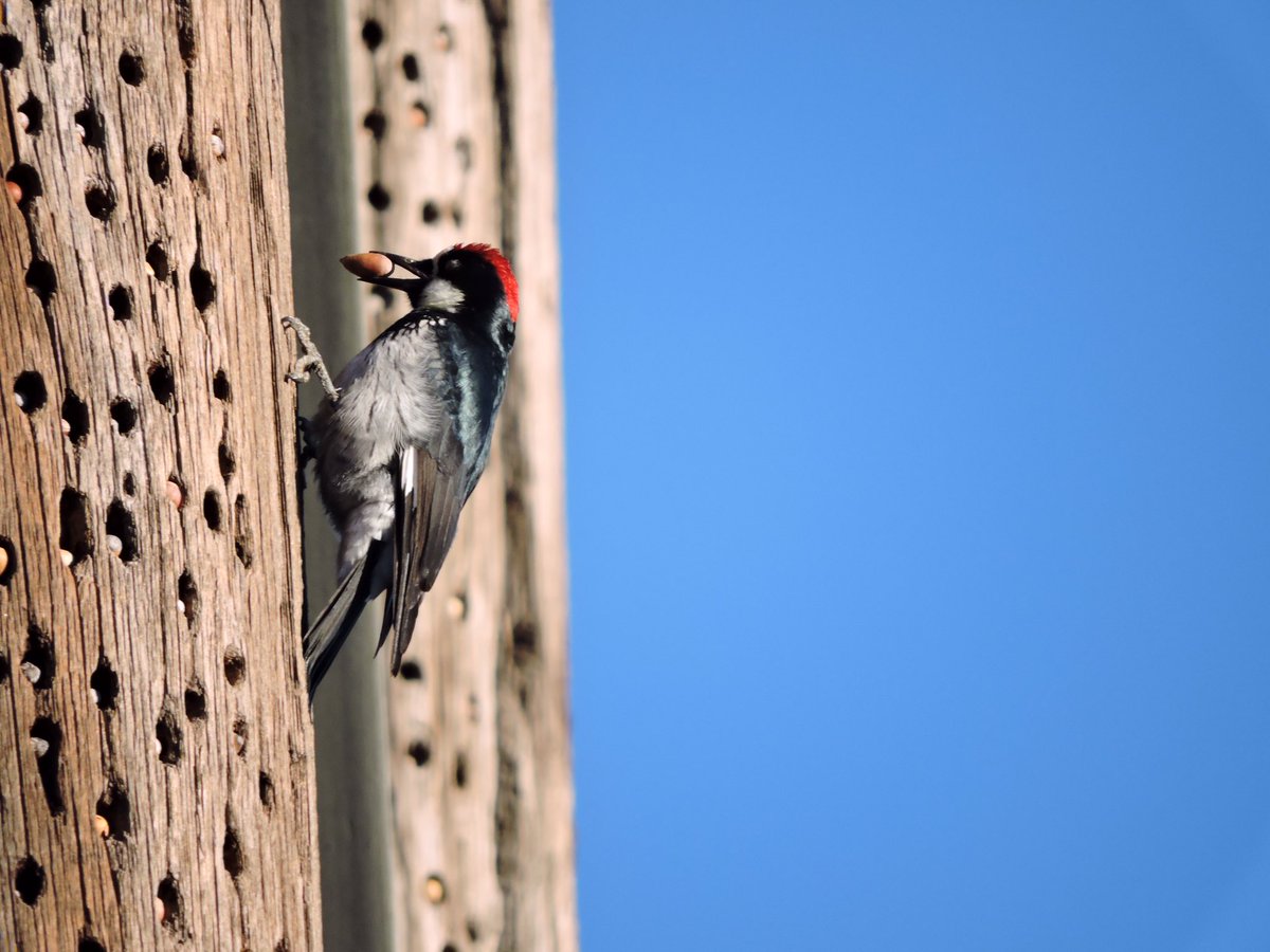 TSustentab's tweet photo. Les compartimos la imagen de un carpintero bellotero  (Melanerpes formicivorus), tomando su alimento de un poste de madera que sirve de su almacén, en la estación del ferrocarril Chihuahua al pacifico (chepe) “Divisadero Barrancas”, municipio de Urique en la Sierra Tarahumara. https://t.co/g1cTrK9DDu