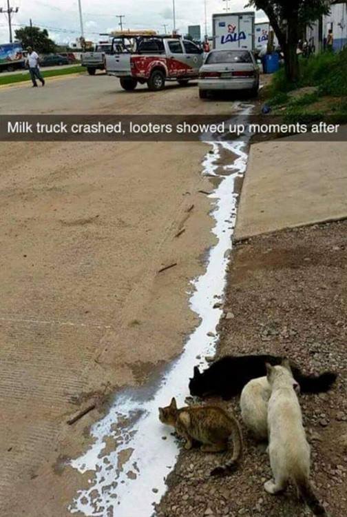 PigSpotter's tweet image. #ATT #DontAvoid Crash involving a milk truck prompted these looters to come out of the woodworks. It is absolute chaos!