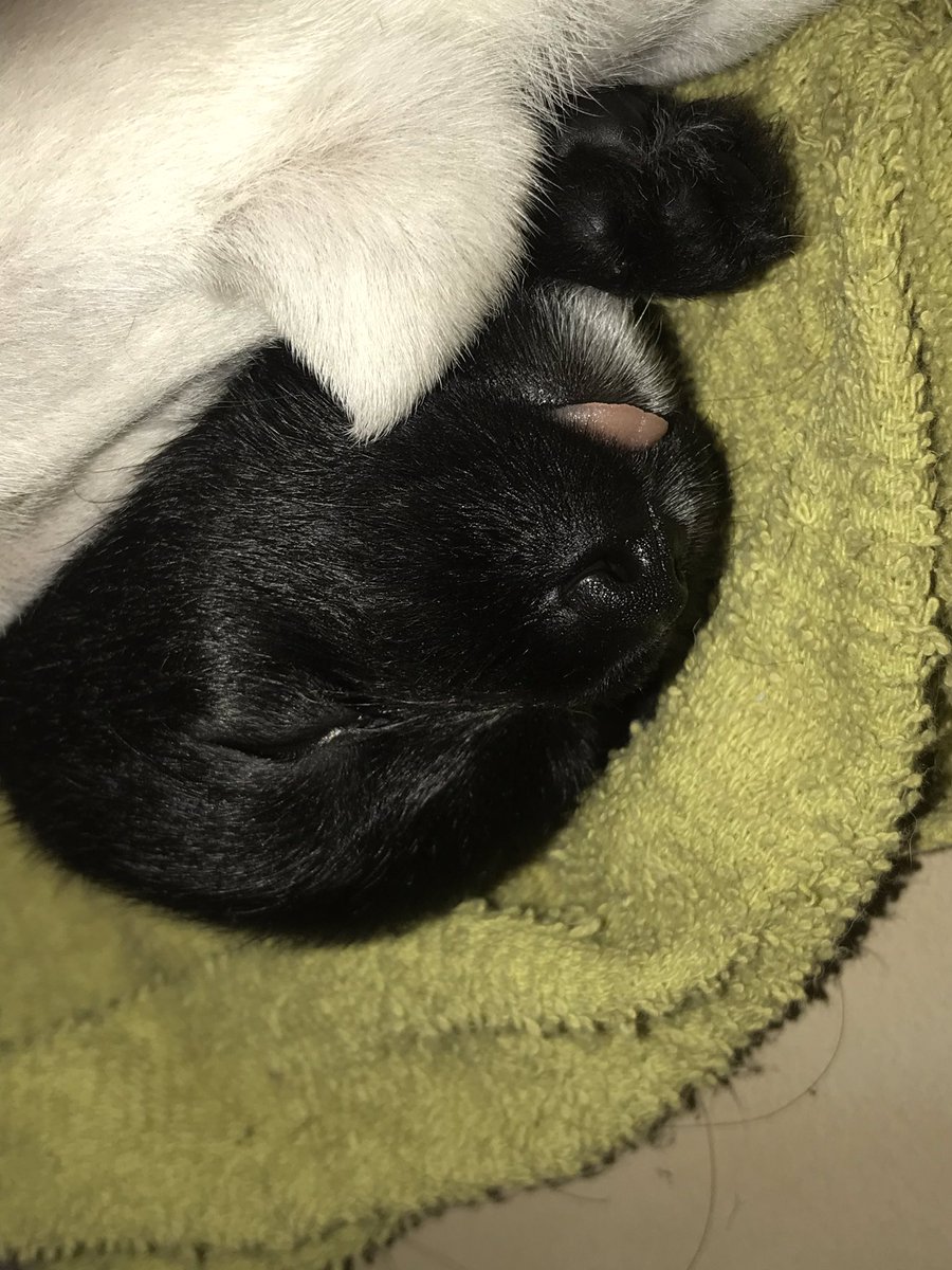osymnz's tweet photo. Aquí unas imágenes para que mueran de amor 🥰 https://t.co/uguj7G7CTA