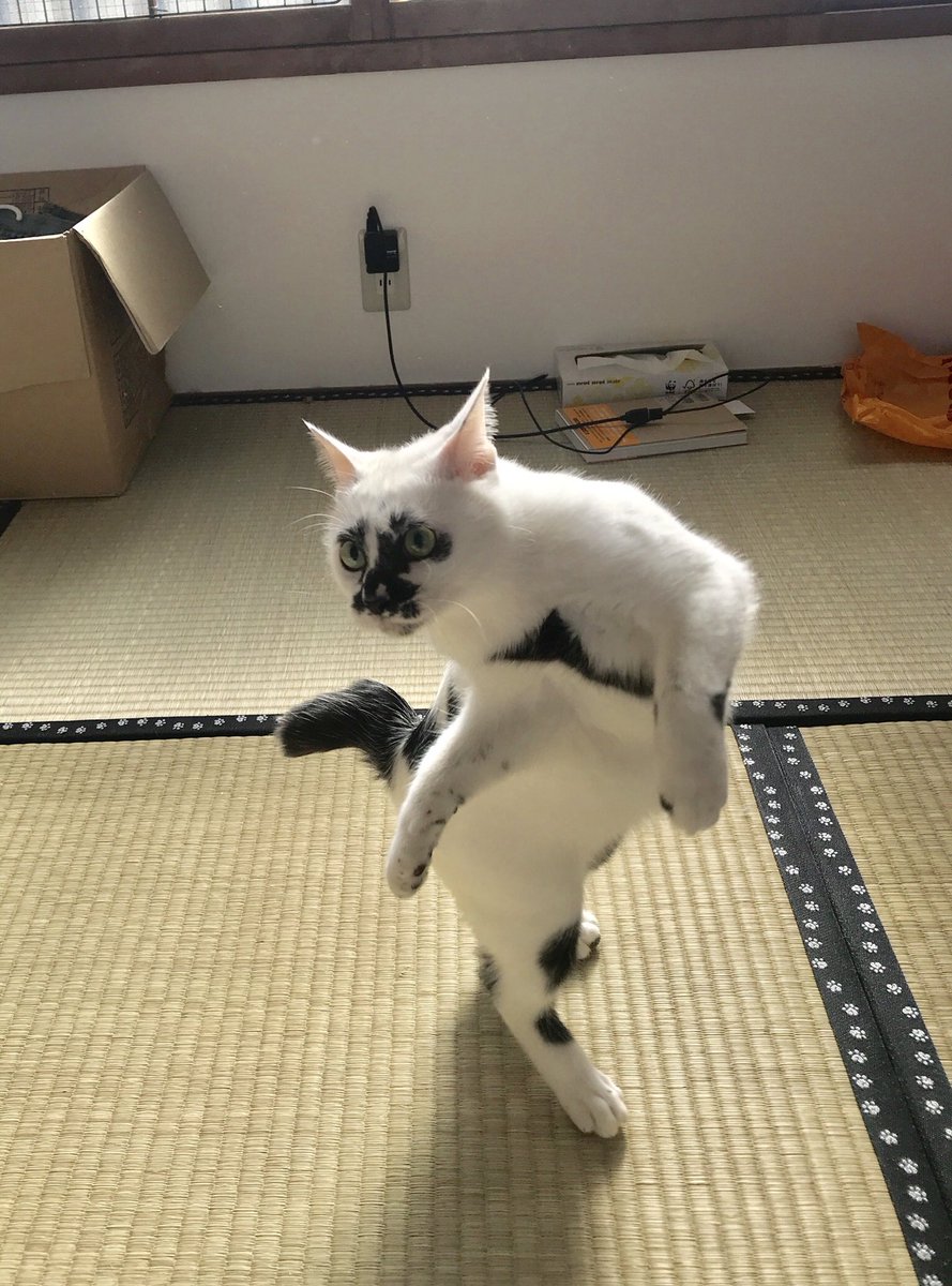 これ な に これ な に 猫