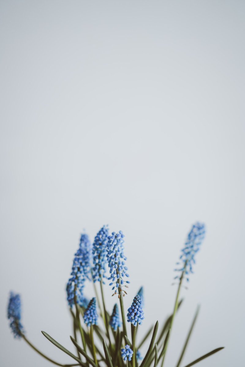 90Outbox's tweet photo. Flowers 
#flowers #wallpaper #WallpaperWednesday #photography https://t.co/aGlbnVo6Ky