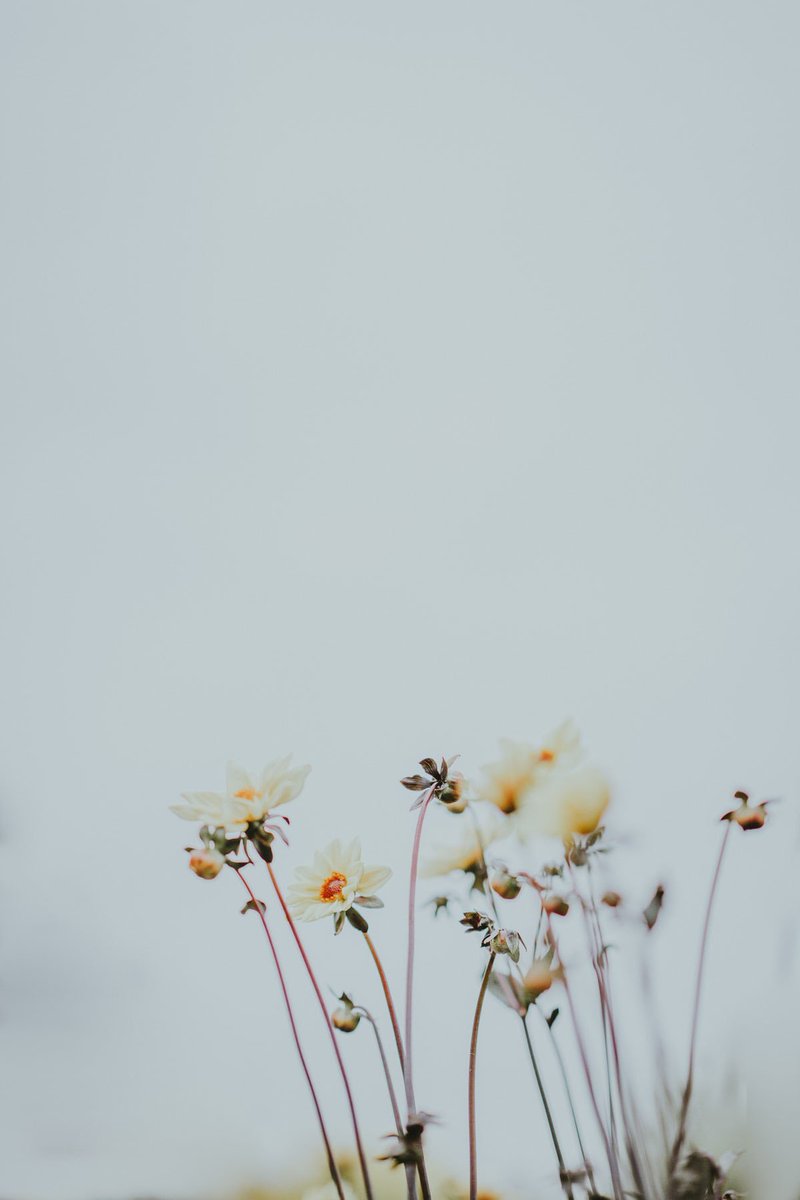 90Outbox's tweet photo. Flowers 
#flowers #wallpaper #WallpaperWednesday #photography https://t.co/aGlbnVo6Ky
