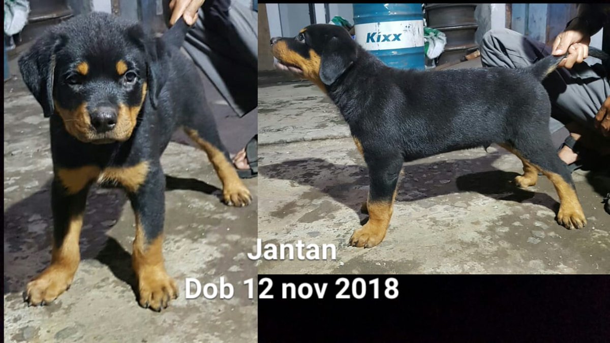 Rottweilerindonesia Hashtag On Twitter Rottweilerindonesia Hashtag On Twitter