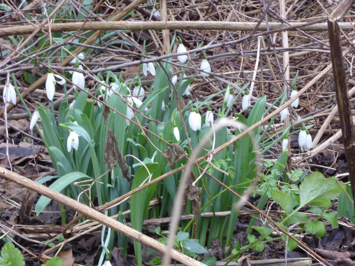 Kom ook en doe mee: zondagmiddag 3 februari natuuractiviteiten op het Heempad van 14-16 uur. Excursies op Heempad maar ook veel te ontdekken in Infocentrum. Ook advies voor uw tuin door tuinambassadeurs. #natuur #Gouda #IVN #tuinambassadeurs #groeienbloei