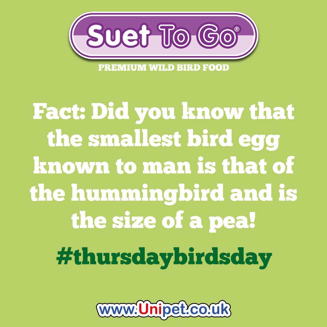 Did you know that the smallest bird egg known to man is that of the hummingbird and it is the size of a pea! #thursdaybirdsday