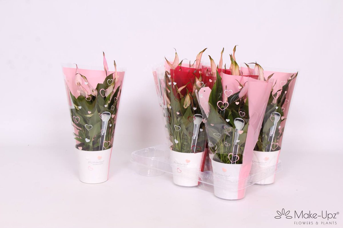 #valentine #mothersday #womensday #Love #Always #Pink #Red  #Hearts 

<a href="/FloraHolland/">Royal FloraHolland</a>  <a href="/FloraHollandEN/">Royal FloraHolland</a>

BY <a href="/voortpotplanten/">Vd Voort Potplanten</a>