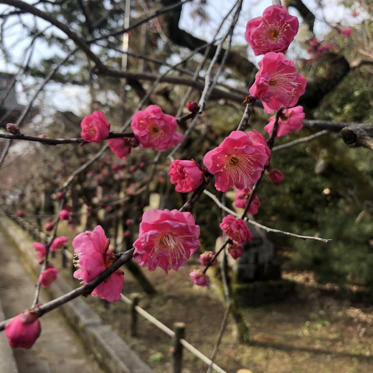 梅 北野 天満宮