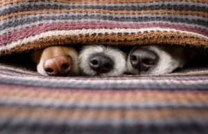 pet_monkey's tweet photo. 'You cannot see us if we cannot see you' #dog #dogowner #dogpictures #dogfacts #dogsoftwitter #petmonkey #lovethydog #dogs #dog #dogowner #dogimage #dogphotography #petfood #petstore #petsonline https://t.co/PMl62gqrFw