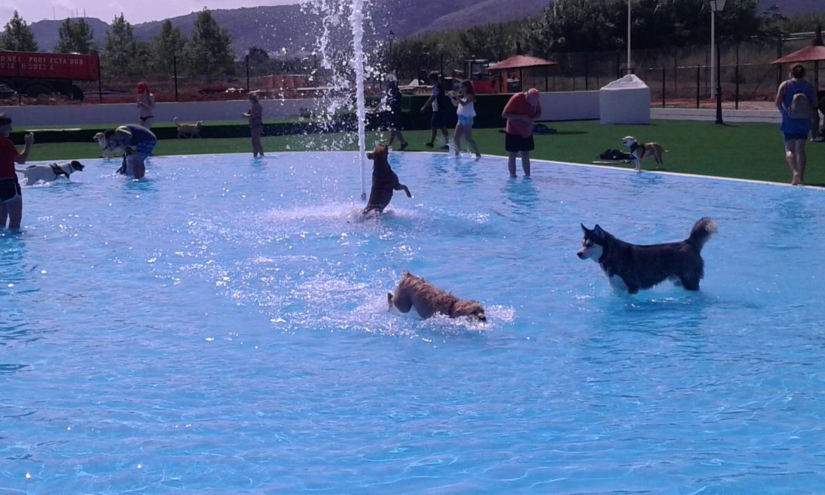 Sattaingenieria's tweet photo. 🐶🏊♂️SATTA REALIZA DEPURACIÓN #PISCINACANINA #TrustResort, Ondara.
De las #piscinaparaperros más grandes España: fuentes,cascadas,toboganes,equipos Nº1:Filtro HCF,Bomba HCP, #Ultravioleta HSCUV, #CloradorSalino, @HaywardPool,@Kripsol,#Netvitc @Hidroten
Leer https://t.co/a5Tlc7X8cM https://t.co/w1im15RmU1