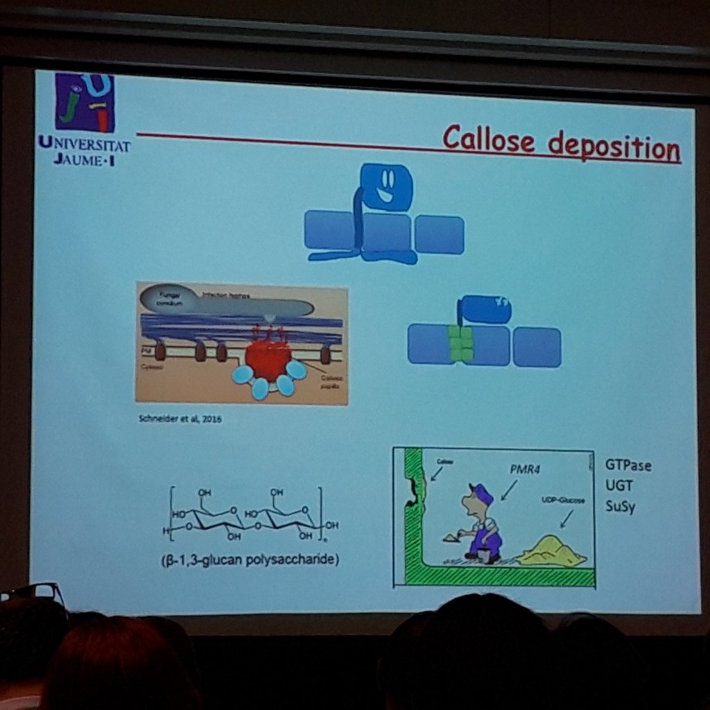 GianfRomanazzi's tweet photo. #PalomaSanchez shows the effects of #mycorrhiza on #callose #deposition and following #resistance to #Botrytiscinerea in #tomato at #COST #CAMo #FA1405 #meeting https://t.co/8oYL3o7C8e