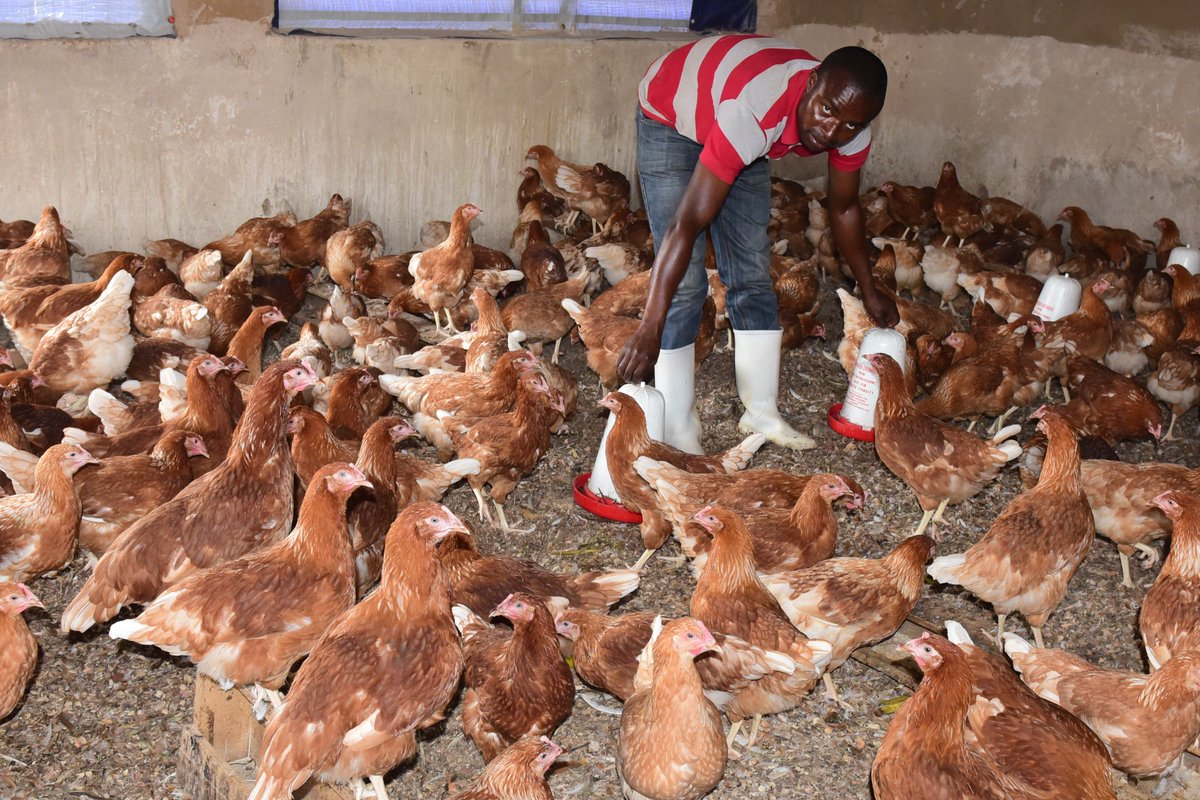 Habimana_JClaud's tweet photo. Why Youth Should Choose Agriculture

Agriculture matters to the development
Agriculture is gold mine for young entrepreneurs
Agriculture is cool? Think again.
 Agricultural research needs young brainpower
 The trend of youth choosing agriculture is growing https://t.co/iOPJKLbevi