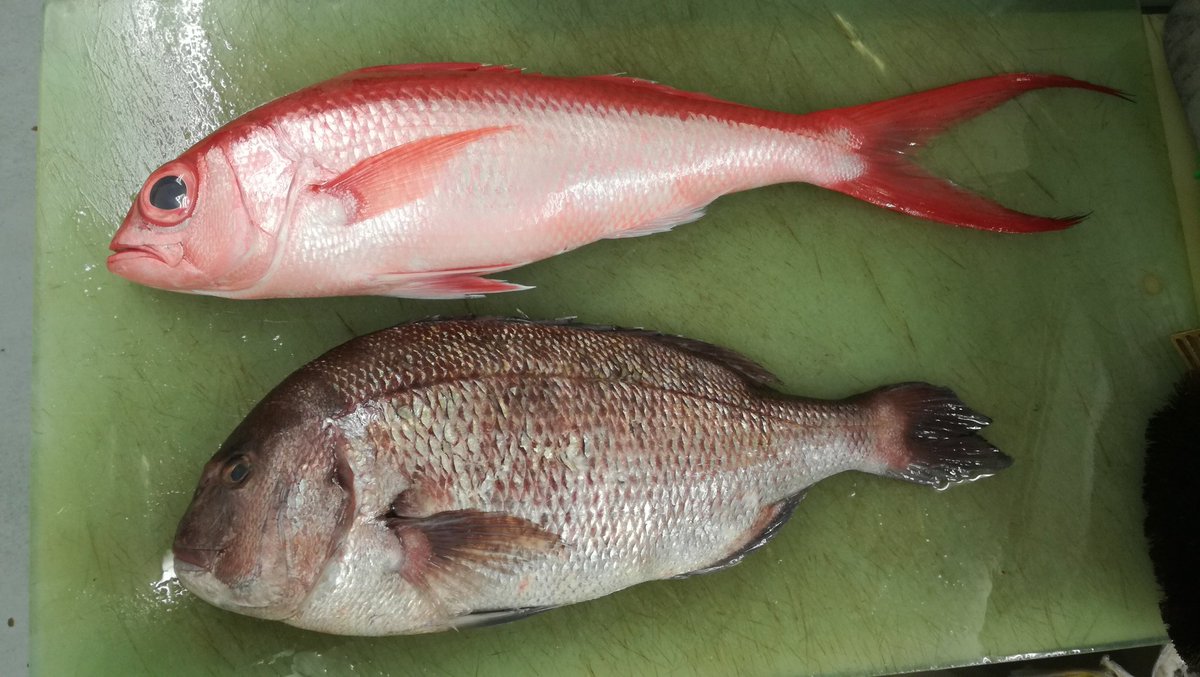 大泉博之 魚よし 元住吉の魚屋 営業は終了しました どちらも鯛の一門なのに こんなに形や色が違うのですね 上が尾長鯛 下が養殖真鯛なんです
