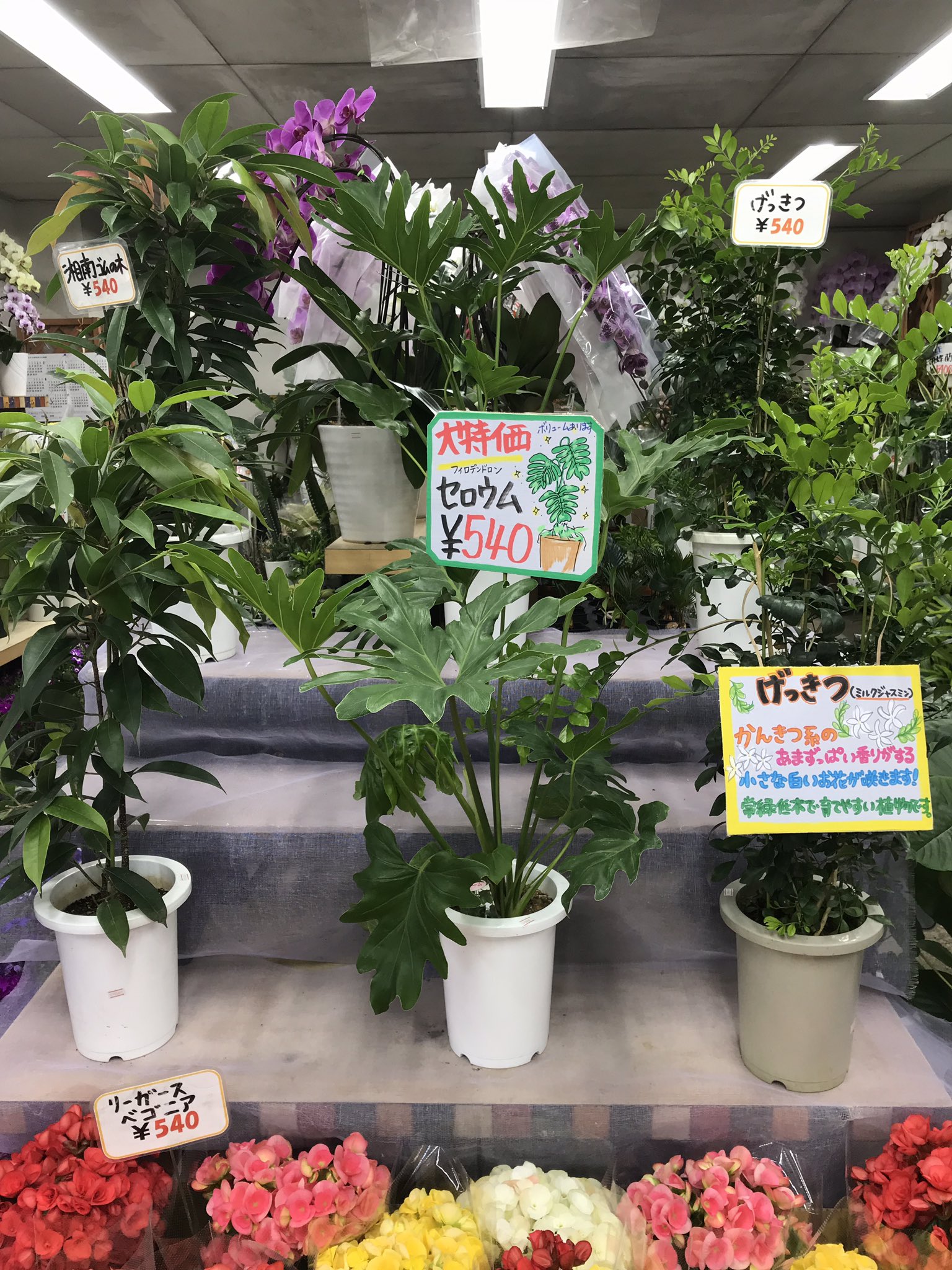 ワールドフラワー 本店 梶が谷店 ただいま梶ケ谷店では観葉植物フェアを開催しております 月橘 セロウム 湘南ゴムの木 コンシンナ インドゴムの木 メキシコケンチャヤシ ウンベラータ グズマニア ベンジャミン ワーネッキーレモンライム