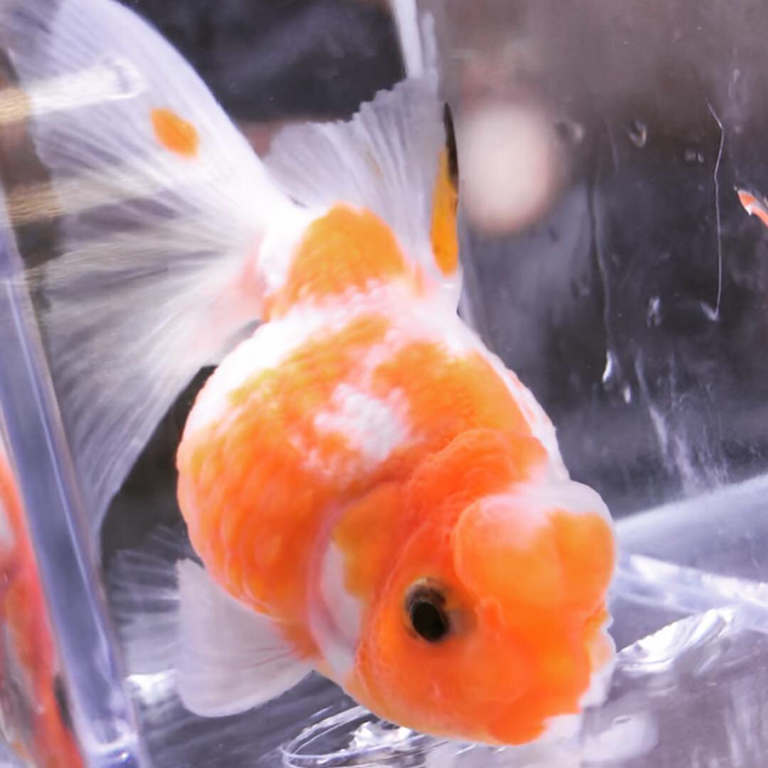 タチハラ Aqua Shop アレンジ 高頭パールスケール プチリーゼントヘアーの金魚です 頭の膨らみの大きさは個体差があります 成長と共に大きくなりますが 不確実 タンパク質の豊富ならんちゅう 専用フードを与えるとコブは大きくなりますいです 金魚