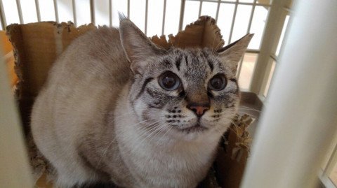 O Xrhsths ネコジルシ里親募集 神奈川 Sto Twitter 青い目 ロシアンブルーミックス 神奈川県 生後1才6ヶ月 の シャム ちゃんです 猫 ネコ 里親 里親募集 神奈川県 拡散希望 詳細 T Co D31kvlwd0n 写真