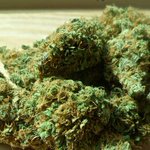 Image for the Tweet beginning: 🤔 Did you know? 🤔

#Marijuana