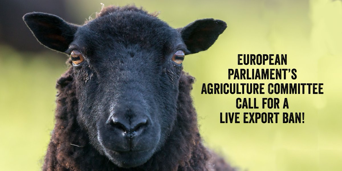 ciwf's tweet image. BREAKING: the European Parliament’s Agriculture Committee have called for a ban on live exports to countries that don’t meet European standards! This is now set to be voted on in a Plenary session in February. Brexit or not, Britain must not lag behind Europe on this!