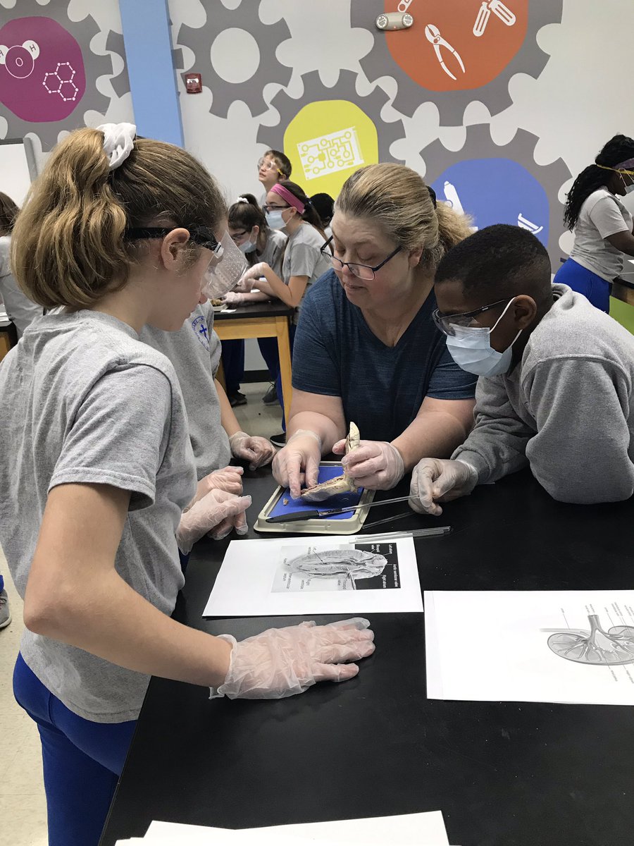 stmstcschool's tweet photo. Class dissection of cow, pig and sheep hearts. https://t.co/tFC9uiy6cM
