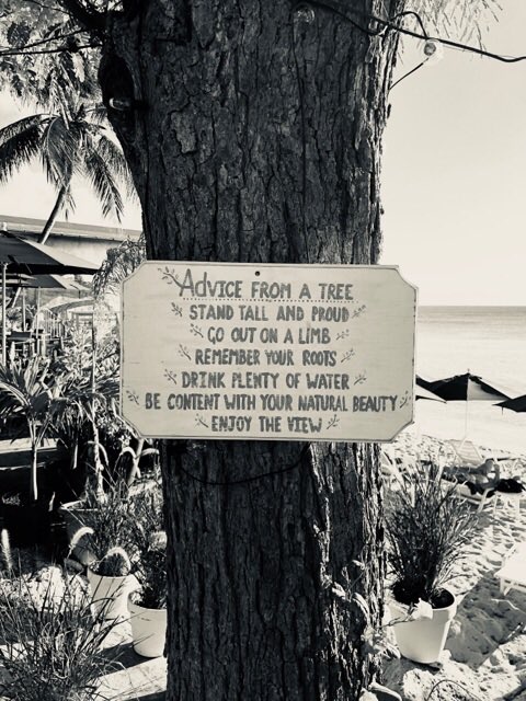 On a grey day in Manchester I  wish I was sipping a cocktail next to my wise tree in #Barbados in the sunshine #thistimelastyear #ThrowbackThursday ☀️🌊
