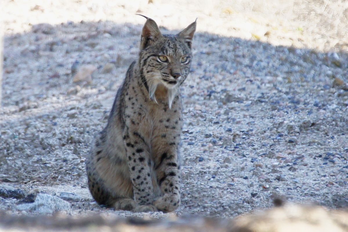 January is the month to see Iberian Lynx in the Sierra de Andujar, #Spain @Spain @SpanishHouseLon #cats #animals #wildlife #wildlifephotography #canonphotography #cute