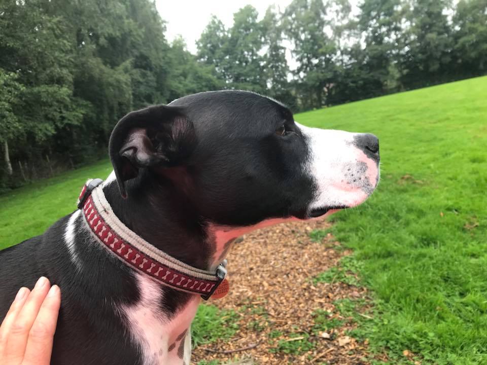 Thinking of getting a dog this #January #NewYear? Live within 20 miles radius of J8 M25 #Reigate? Ben, aged 3, Lurcher/Collie/Staffie cross, has waited ages for a forever home despite being easy to train &amp; loving. Follow the link for more ow.ly/R5Wb30n8AoE #thursdaythoughts