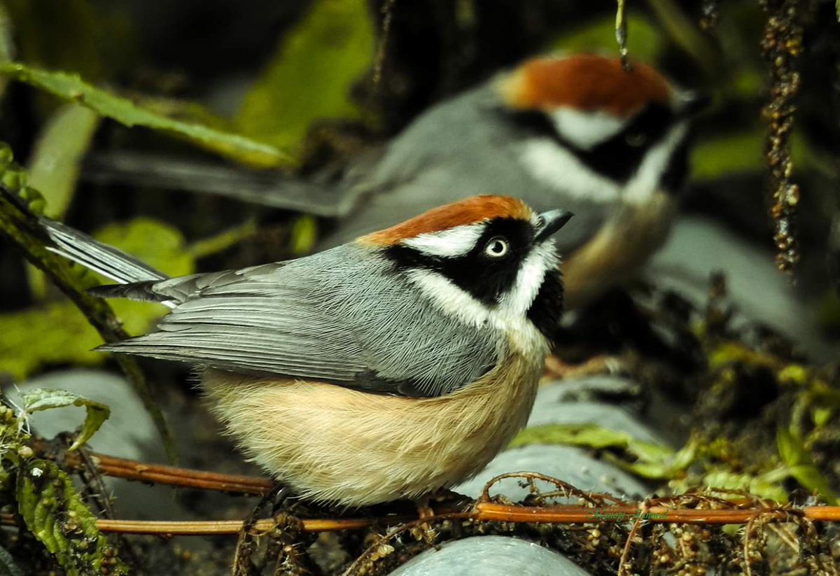 Black-Throated Tit
The black-throated tit is highly social and will travel in large flocks of up to 40 birds #contest
clicked at #GHNP
#Kullu #himachal  #birdslover #Birdstagram #birdsplanet #birdlife #bird_squad #birdsdiary  #bird_watchers_daily #birds🐦