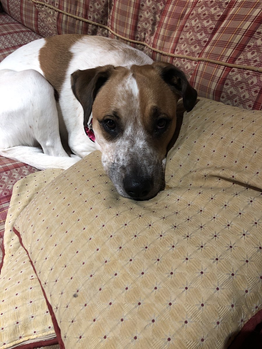 AmusePooch's tweet photo. @metroadlib This is Leap. (I rescued her on the Leap Day 2016)
I call her:
Leapy
LeapyLou
Lou
Lovey
Sweet pea
And Love Bug

she answers to anything for a treat. https://t.co/nSjy5eXBqs