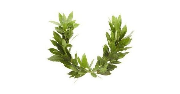 Apollo henceforth wore a wreath of laurel in memory of her (Daphne means laurel). At the Pythian Games held in his honour in Delphi, the winner was crowned with a laurel wreath. Art and dance competitions were part of the games as well as athletic contests. #FolkloreThursday