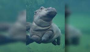 JessicaBrownTV's tweet photo. Happy birthday Fiona!! (Or as @FOX19DanW likes to call her...Beyonce of the animal world!) 

2 looks good on ya!  🎂🎉🎊 @CincinnatiZoo https://t.co/C0COcmDJuo