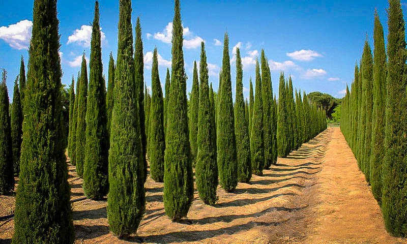  #Apollo and his twin sister  #Artemis shared the cypress tree as their sacred plant as this tree was supposedly growing on the island they were born. Their mother  #Leto found refuge underneath a plam tree, thus the palm tree is sacred to all three. #FolkloreThursday