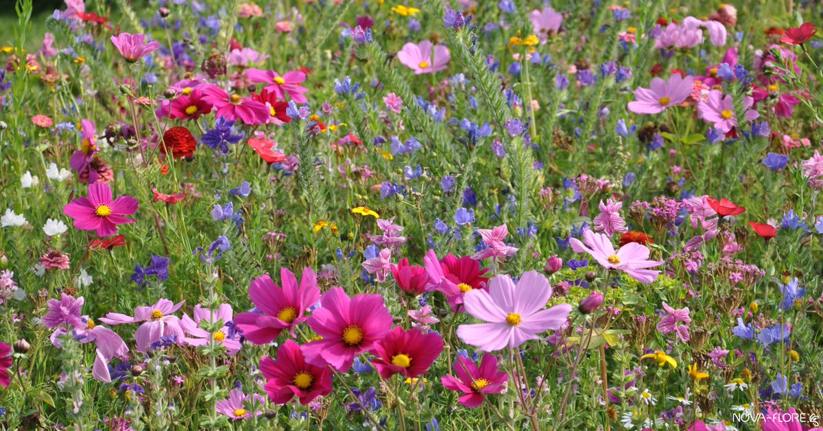 RIerdogan's tweet photo. How can we be hopeful when the world seems so messed up? Because we see a wave of optimism spreading like wildflowers - we're sowing the seeds one garden at a time #ThursdayThoughts https://t.co/xezzN4YEdK https://t.co/QUF8gK1cuC
