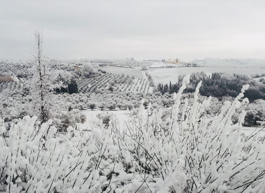 Yesterday at Castello Del Nero, we welcomed the first snowfall of the year,  covering our 740 acres estate in a snowy blanket! ❄️