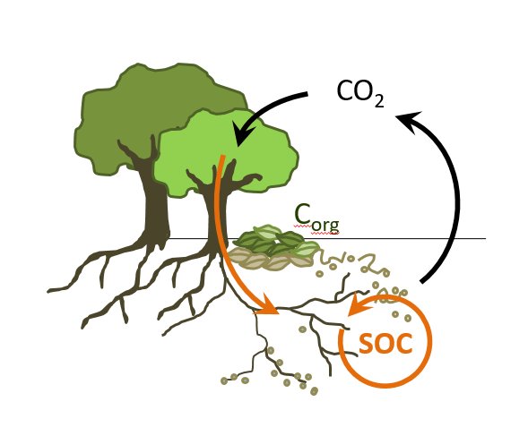 Great PhD opportunities! One on soil microbial metabolism and necromass formation with Christina Kaiser and one on the effects of long term soil warming on C and N cycling. For more info visit ter.csb.univie.ac.at/open-positions