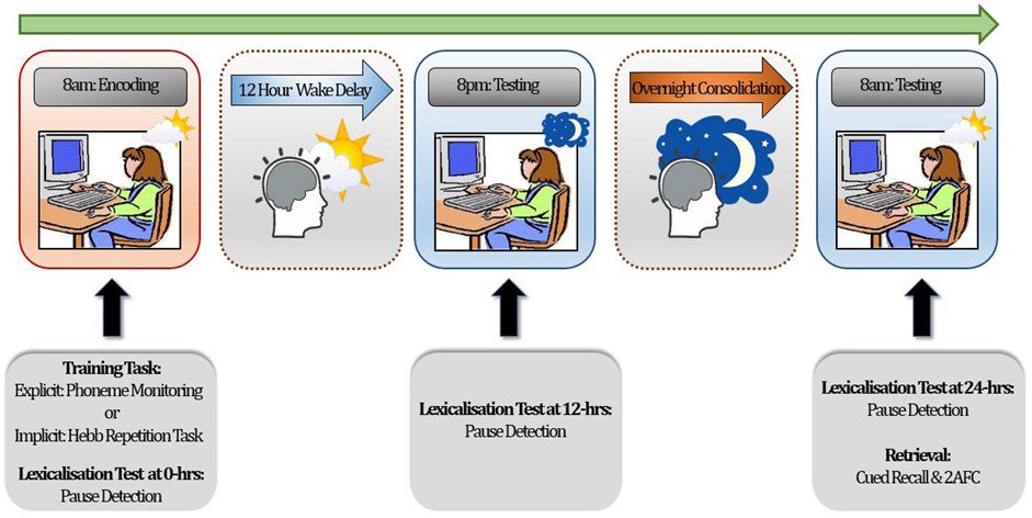A lovely first thesis paper by Justyna Sobczak, now out in Journal of Memory and Language. Implicit versus explicit mechanisms of vocabulary learning and consolidation: https://authors.elsevier.com/c/1YS9a_,1j5A9UaK …