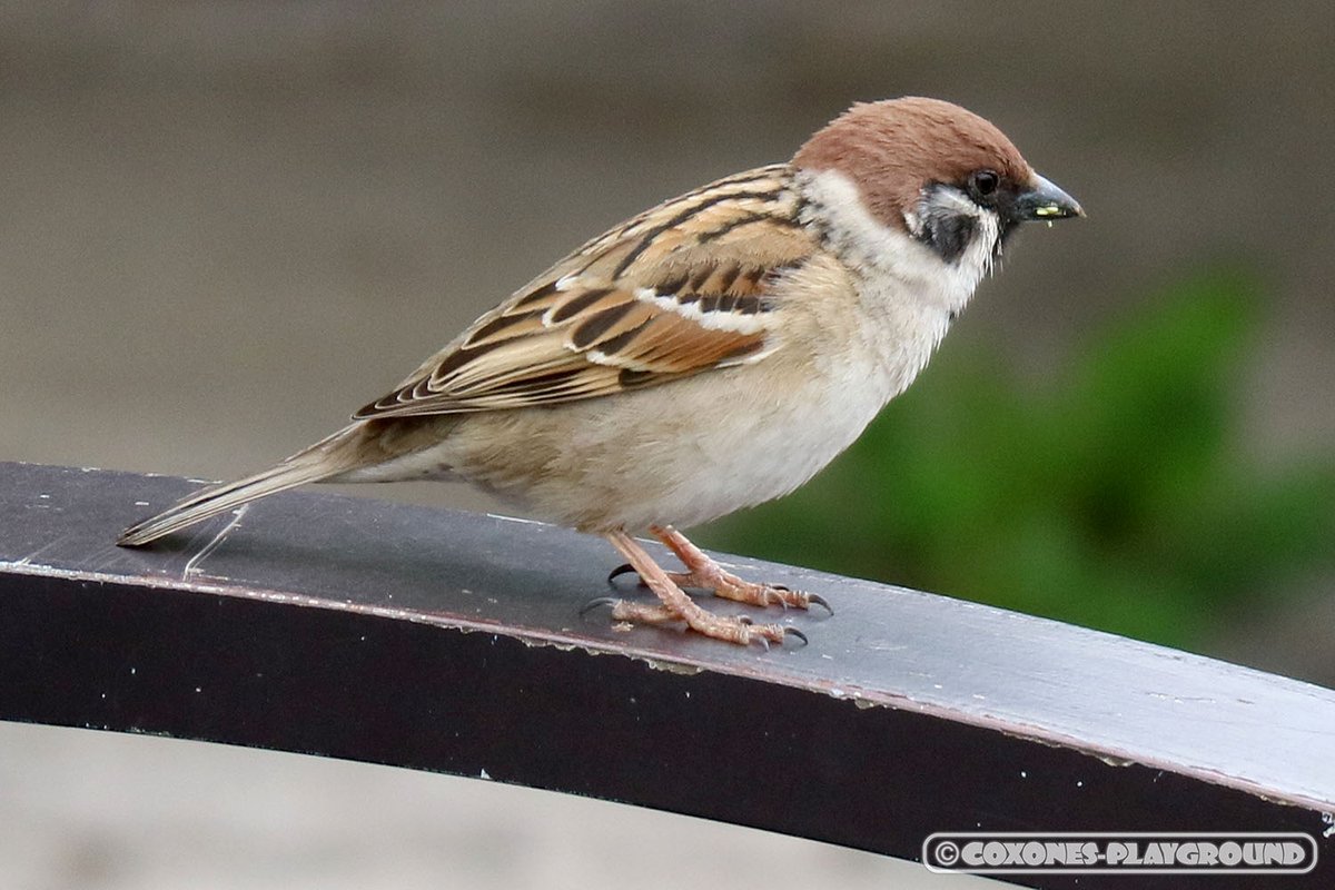 Photo Odg Coxon 私が撮った雀の写真集 愛くるしいですね 写真 写真撮ってる人と繋がりたい 写真好きな人と繋がりたい 雀 スズメ すずめ スズメ目 スズメ科 鳥 T Co Zb77xvg81a Twitter
