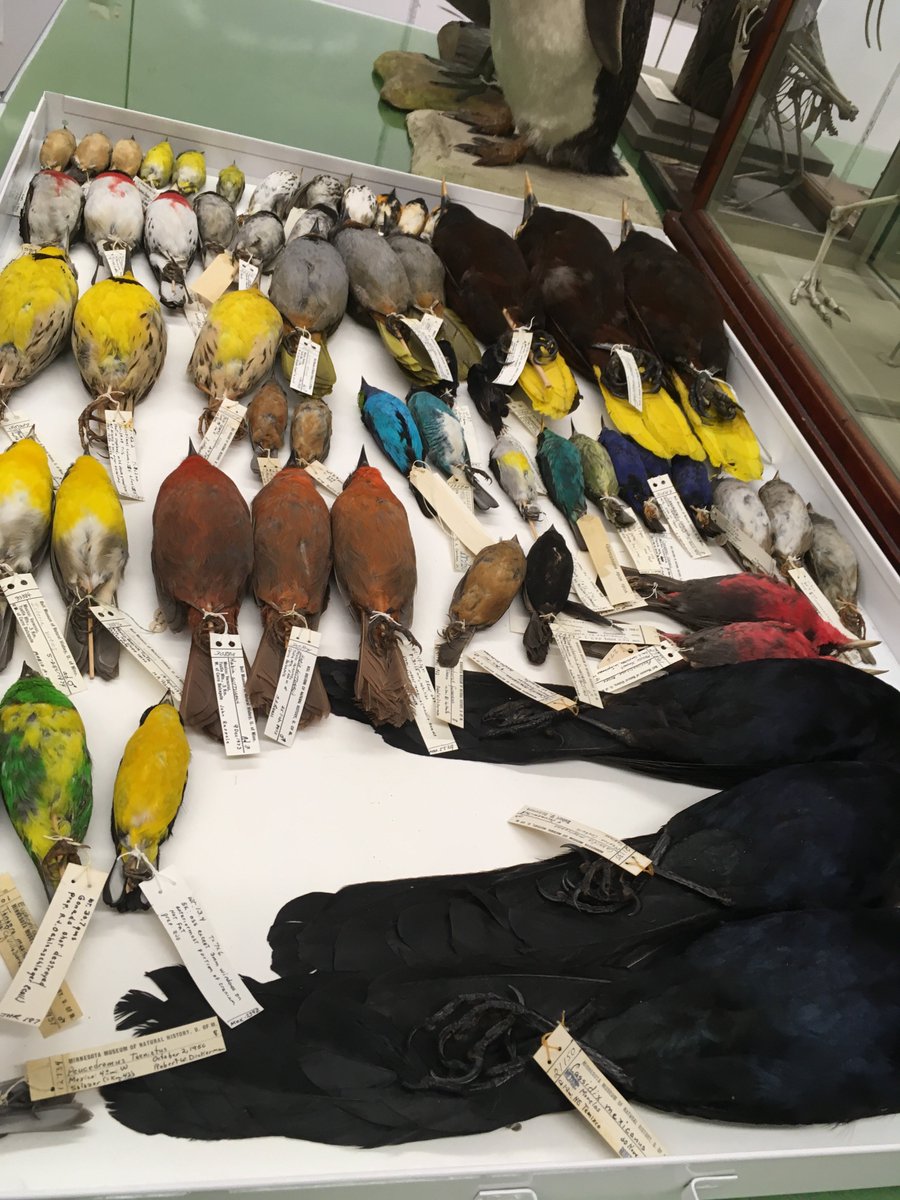 JillJensenIDEAS's tweet photo. Not only did I get an up close and personal tour of the amazing collections @BellMuseum, but learned teachers can get specimens on loan! What?! I'll be submitting my request today !https://t.co/02sIP9n44t #Science https://t.co/eOOWngz0DT
