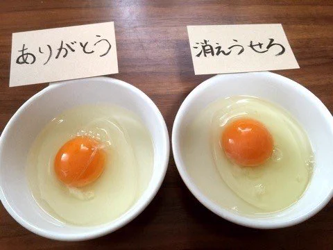 食べ物に言葉をかけると本当に味が変わる？実験を見てると草生えるわww