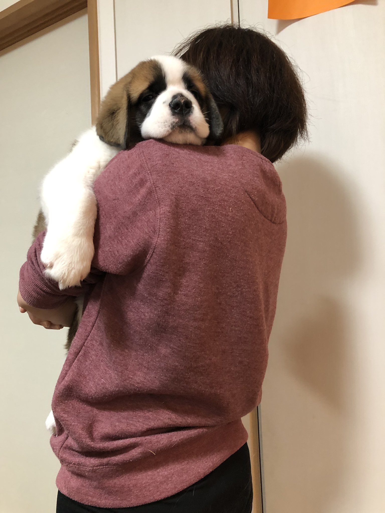 極真会館 阿曽 健太郎 でっかい赤ちゃん すくすく育っています 抱っこできるのも後残りわずか ハルク セントバーナード Saintbernerd 超大型犬 大型犬 極真会館 阿曽 健太郎 でっかい赤ちゃん すくすく育っています 抱っこできるのも後残りわずか ハルク セントバーナード Saintbernerd 超大型犬 大型犬
