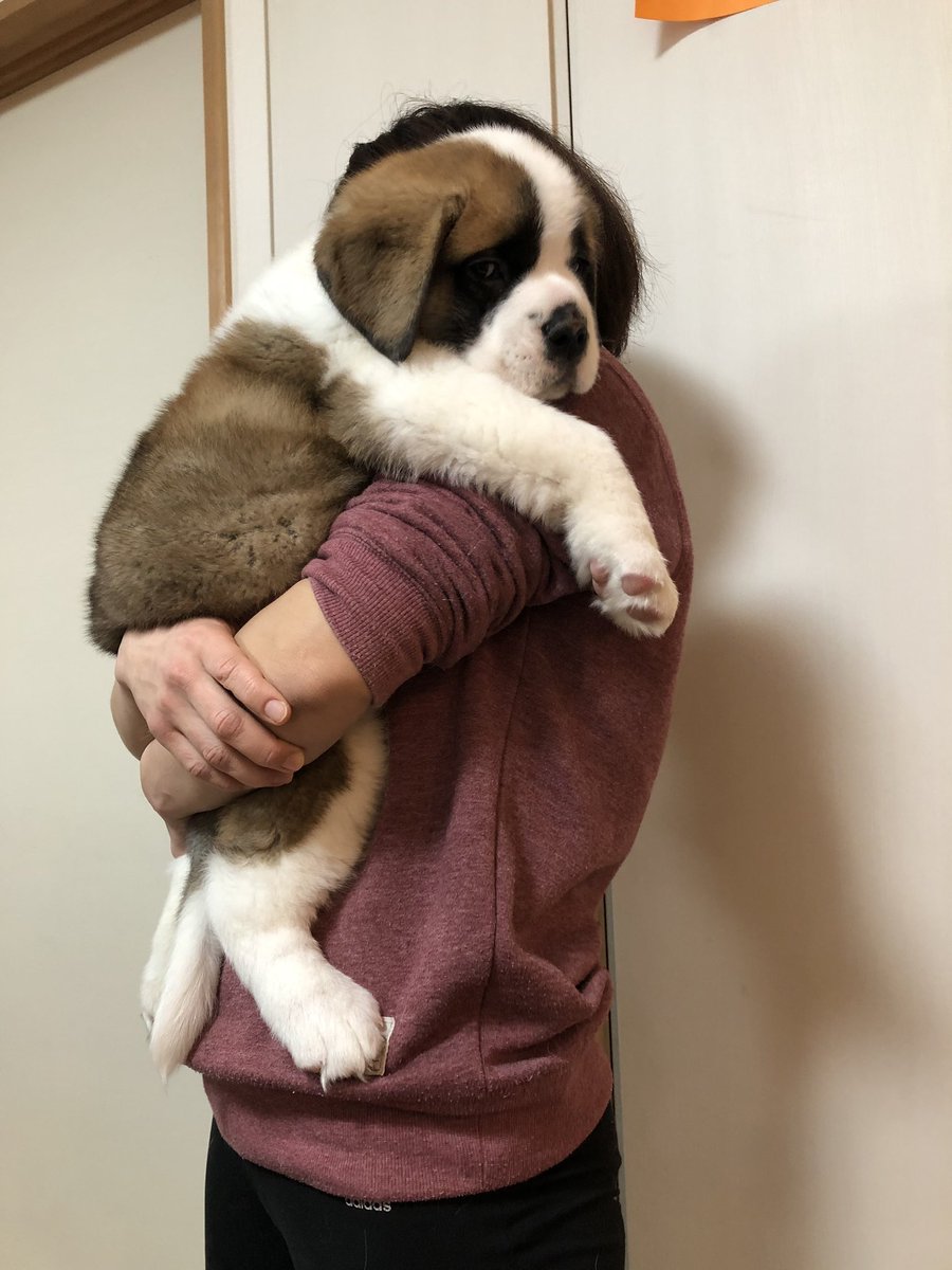 極真会館 阿曽 健太郎 でっかい赤ちゃん すくすく育っています 抱っこできるのも後残りわずか ハルク セントバーナード Saintbernerd 超大型犬 大型犬