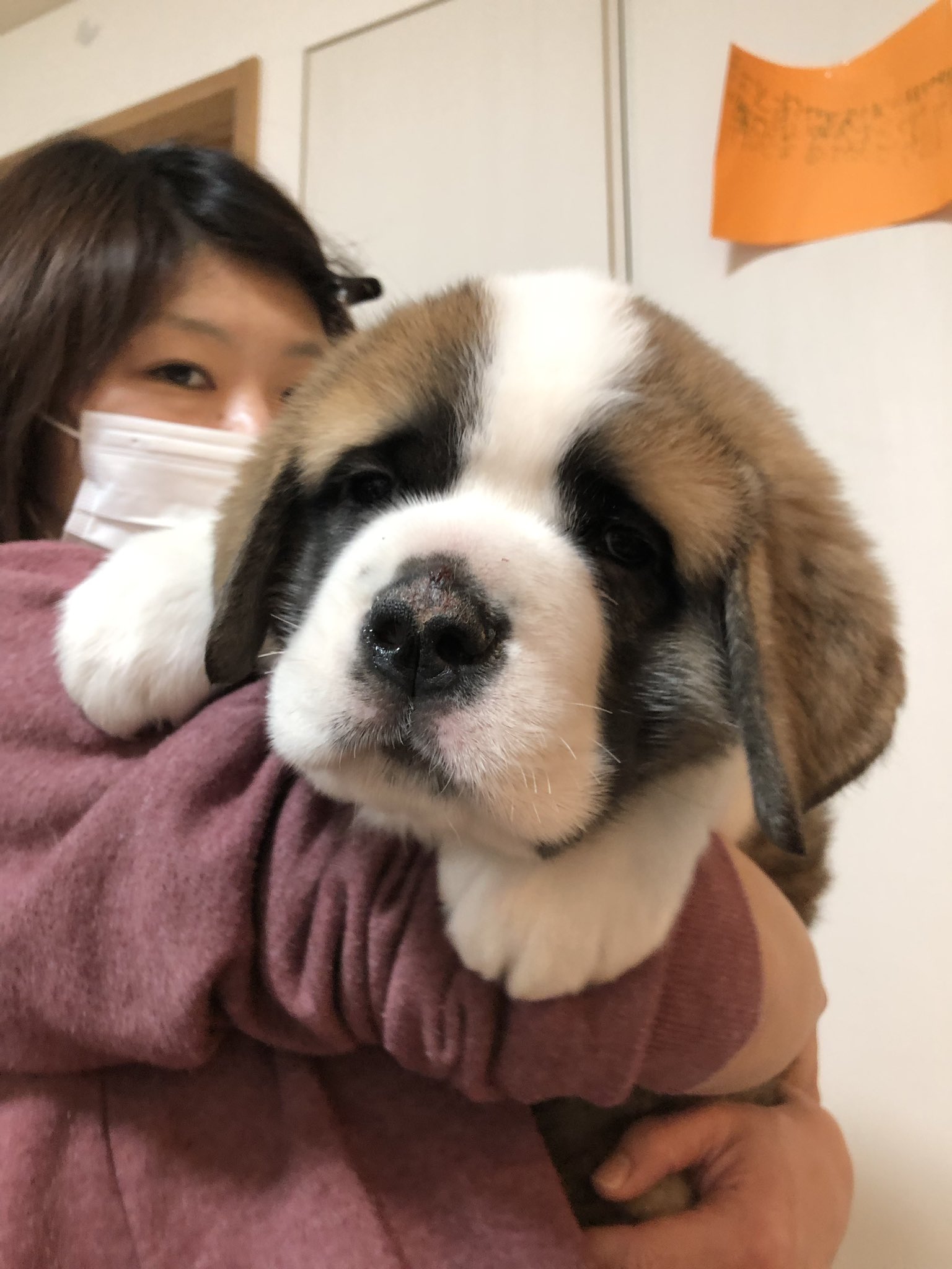 極真会館 阿曽 健太郎 でっかい赤ちゃん すくすく育っています 抱っこできるのも後残りわずか ハルク セントバーナード Saintbernerd 超大型犬 大型犬 極真会館 阿曽 健太郎 でっかい赤ちゃん すくすく育っています 抱っこできるのも後残りわずか ハルク セントバーナード Saintbernerd 超大型犬 大型犬