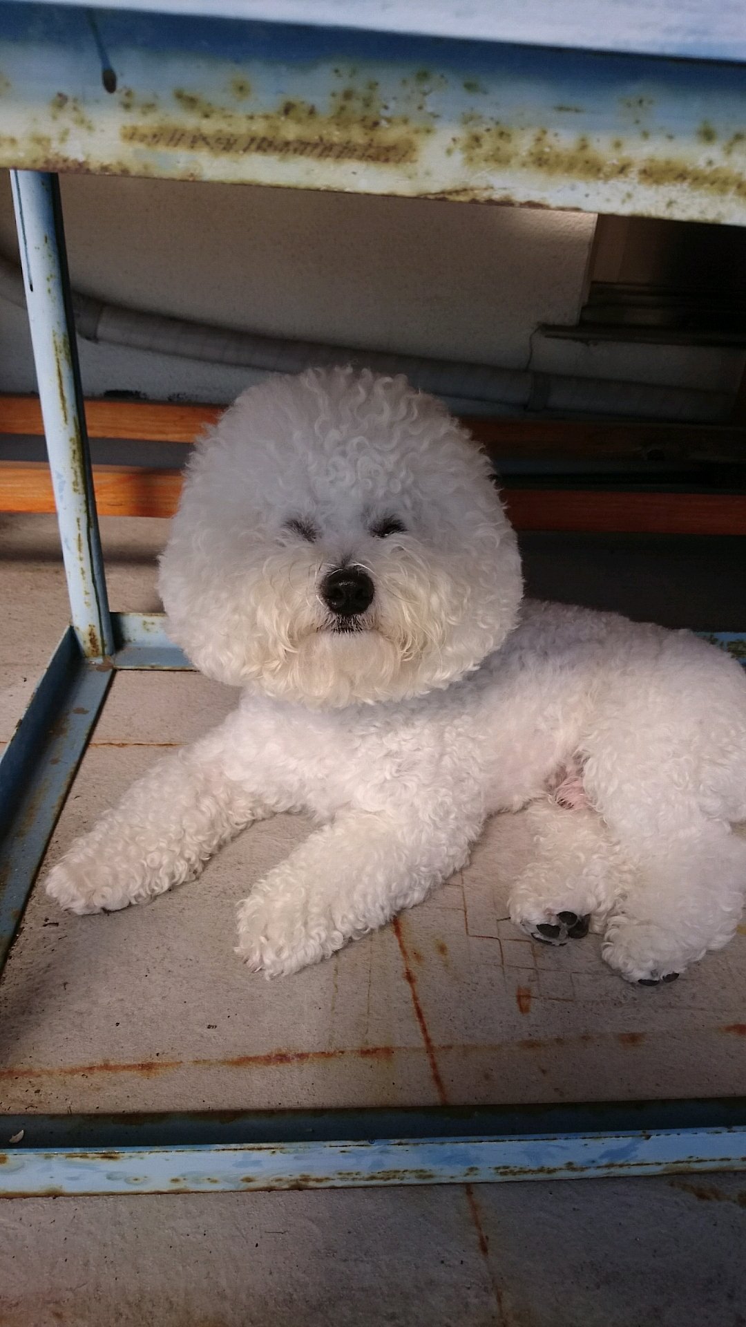 み ぶ こ 普段は可愛いのに 風強かったからか めっちゃブサイク犬 ビションフリーゼ ブサイク かわいい T Co Aeyi9ixkzg Twitter