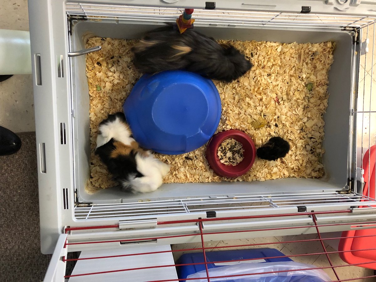 Well, well, well! Looks  like students will get a big surprise this morning... a new baby @admaston_ps Congratulations Shadow! #makingourschoolgreat #babyguineapigs