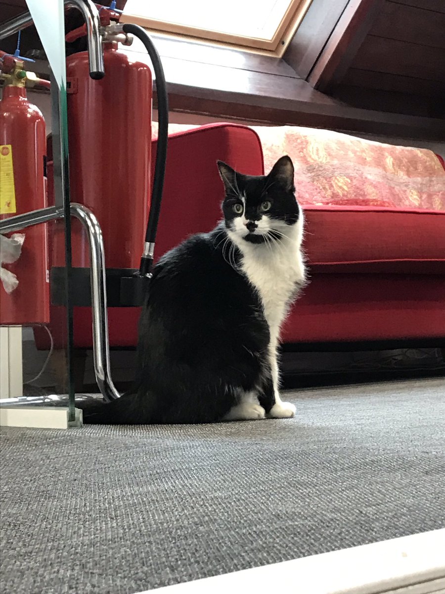 ignis_agency's tweet photo. Although we often have our agency dogs bounding about, today we have a different takeover with our resident cat making its first appearance. #agencycats #agencylife https://t.co/Gsr5sCLv42