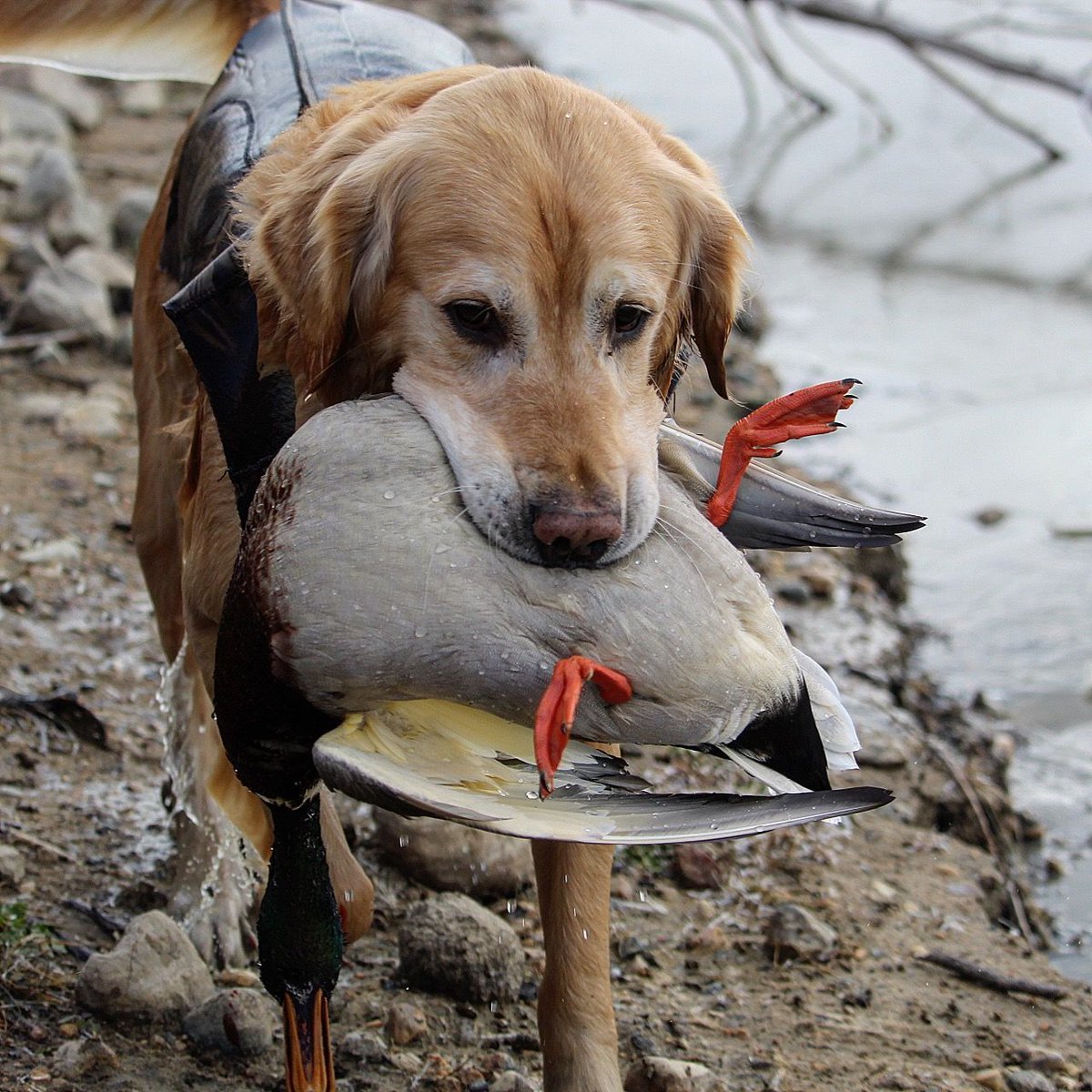 HavocCalls's tweet photo. The older they get they may not be able to retrieve as fast, but you can guarantee their heart is still in it just as much as a younger pup.
📷 @will_taege
#havoccalls #havoclife #madeforthegrind #tanglefreewaterfowl #sitkagear #stoeger #benelli #carlsonschoketubes https://t.co/sK2HpppbOm