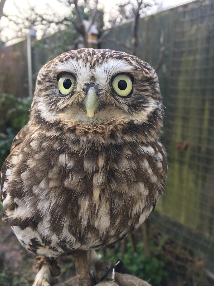 LMW_Hospital's tweet photo. I am blessed to have access to some amazing rescued birds, not only access but the ability to share their lives. Be it Titch the Little Owl who always shows her attitude or Inanna our graceful old girl who always shows children the characteristic Buzzard soaring pose. #Need4Feed https://t.co/p5kEjHoSCX
