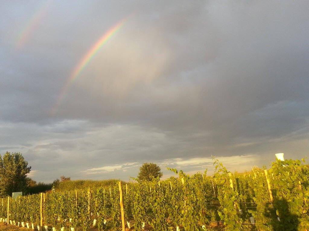 #Montecaseros #SanMartín nuestras #uvas y nuestros #viñedos a la espera de la #cosecha2019 🍇🍷🍷
.
.
.
#Mendoza #LaMuchiWines #LegadodeFamilia #VinosdeFamilia #EsteMendocino #VinoArgentino