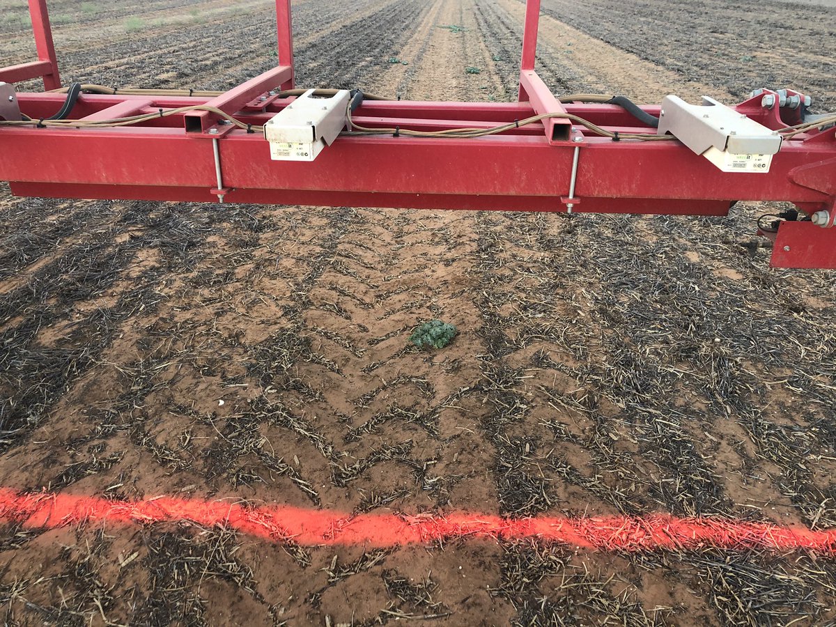 andrewbiele's tweet photo. No rain, fair to say reasonable heat yet these buggers still growing? Must be some moisture there?? Weedit is getting a good workout this summer. https://t.co/EcfuYoyAcy