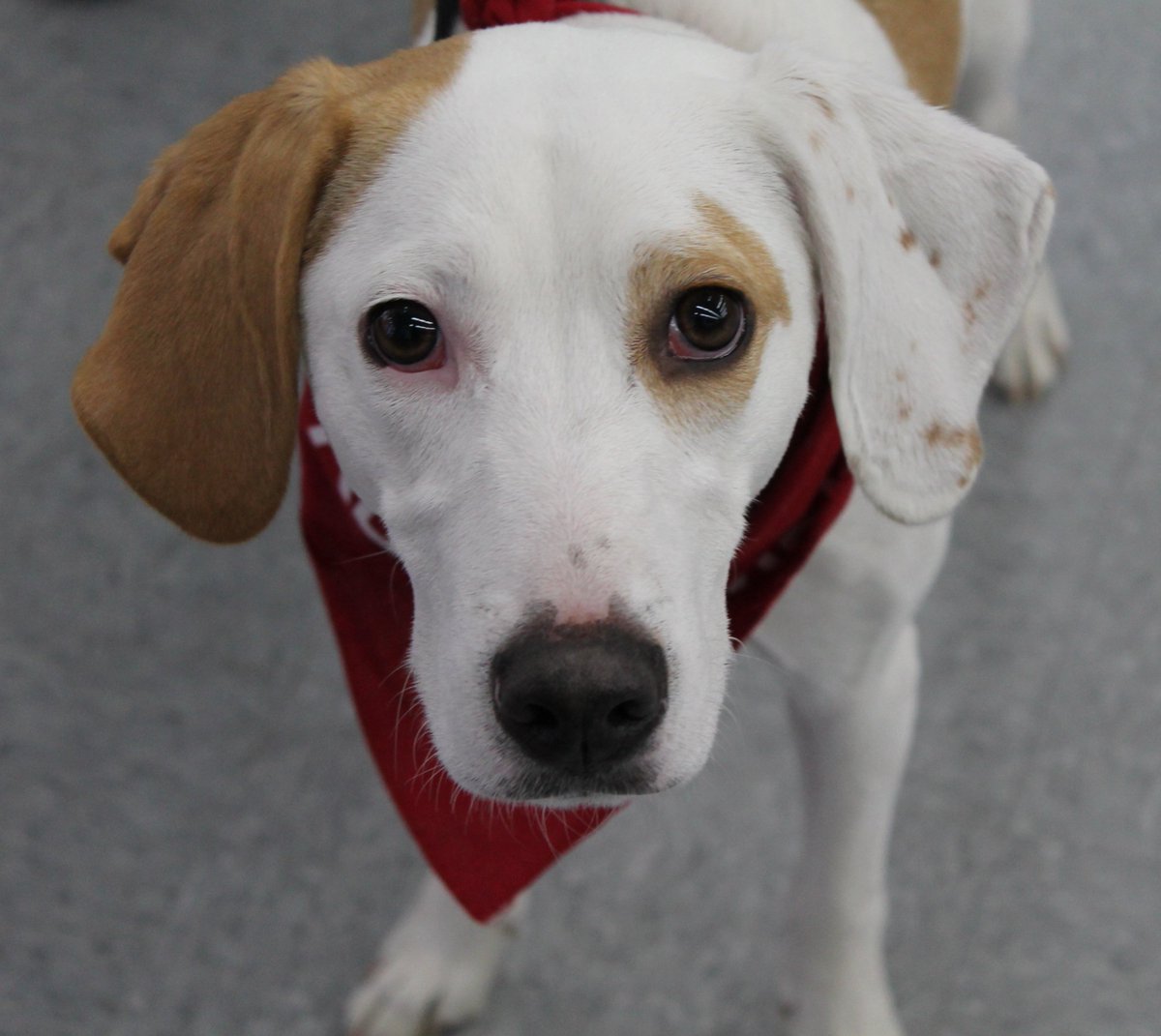 RIMonthly's tweet image. We are excited to share our new blog series featuring #AdoptablePets at Rhode Island shelters and rescues. Here are this month&apos;s five furry friends selected by our pet expert, Karen Kalunian: ow.ly/y2Jg30nr80T