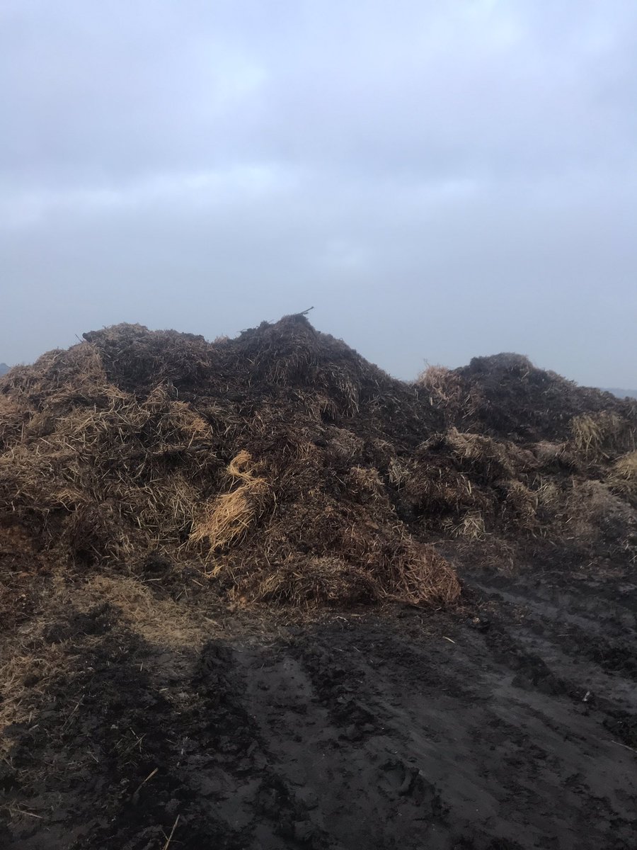 FarmFrinton's tweet image. Turning our homemade compost. Amazing what beet spoil does to straw!!