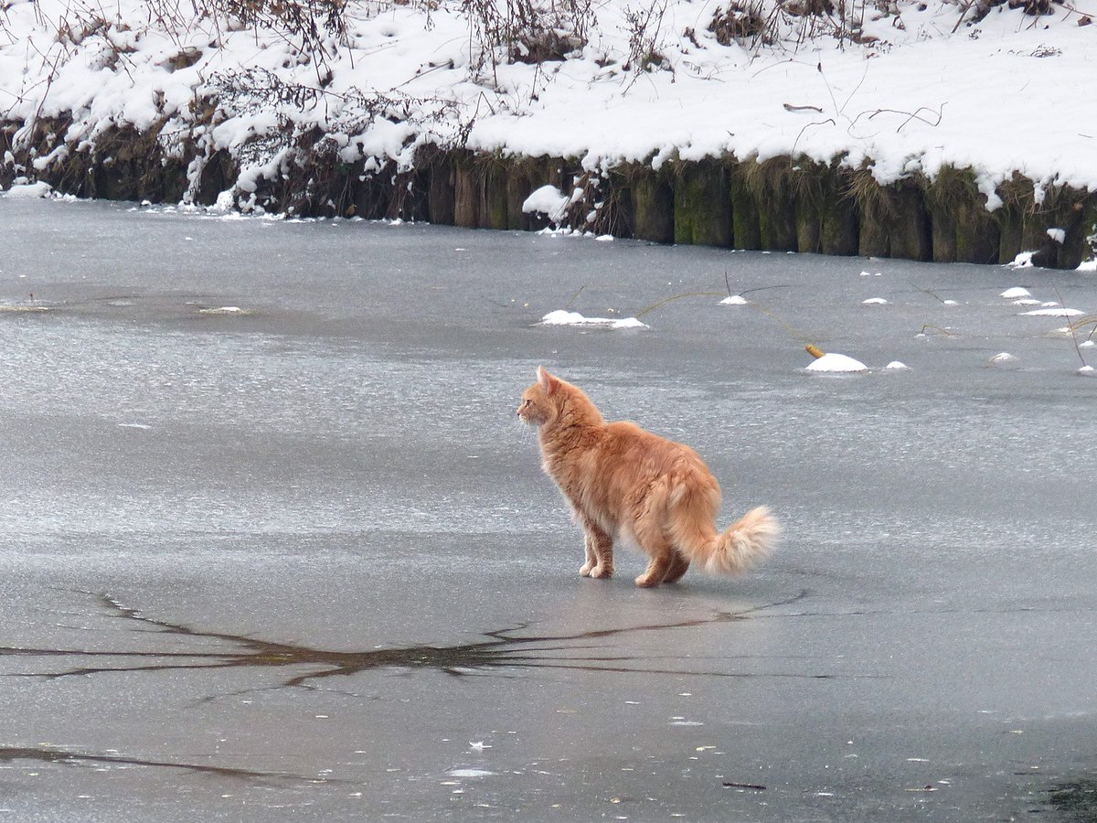 Oluja50's tweet photo. Cat on ice 😂🐱  #winter #kat #winterkat #ijs https://t.co/mGWBE0w3YF